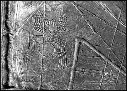 nazca spider